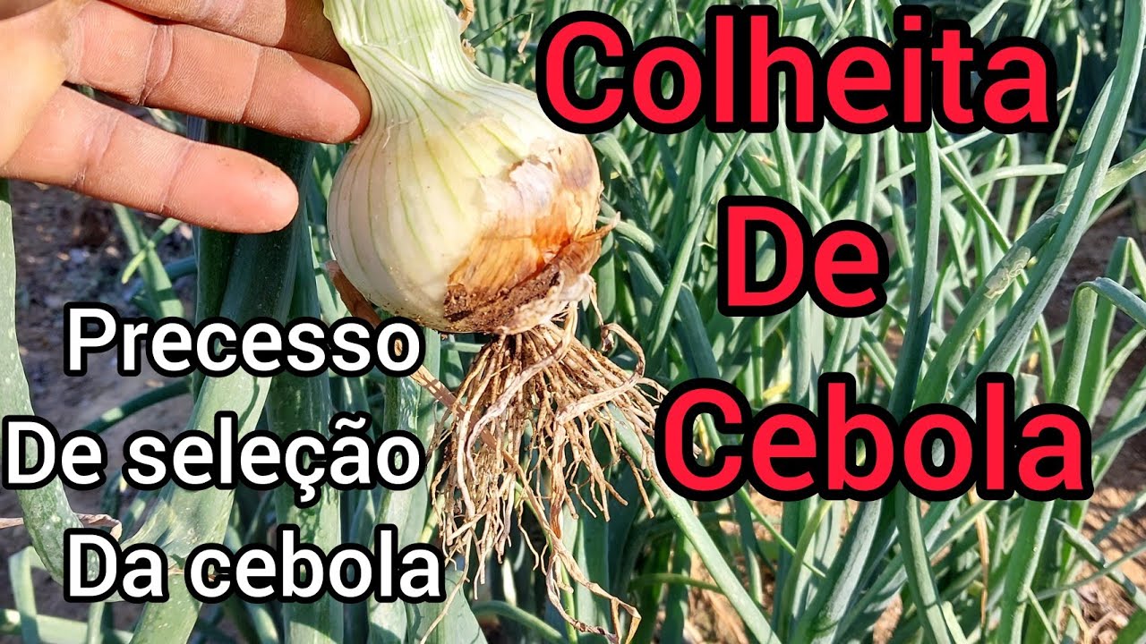 VAMOS PRA COLHEITA DE CEBOLA. processo de maquinaçõe da cebola