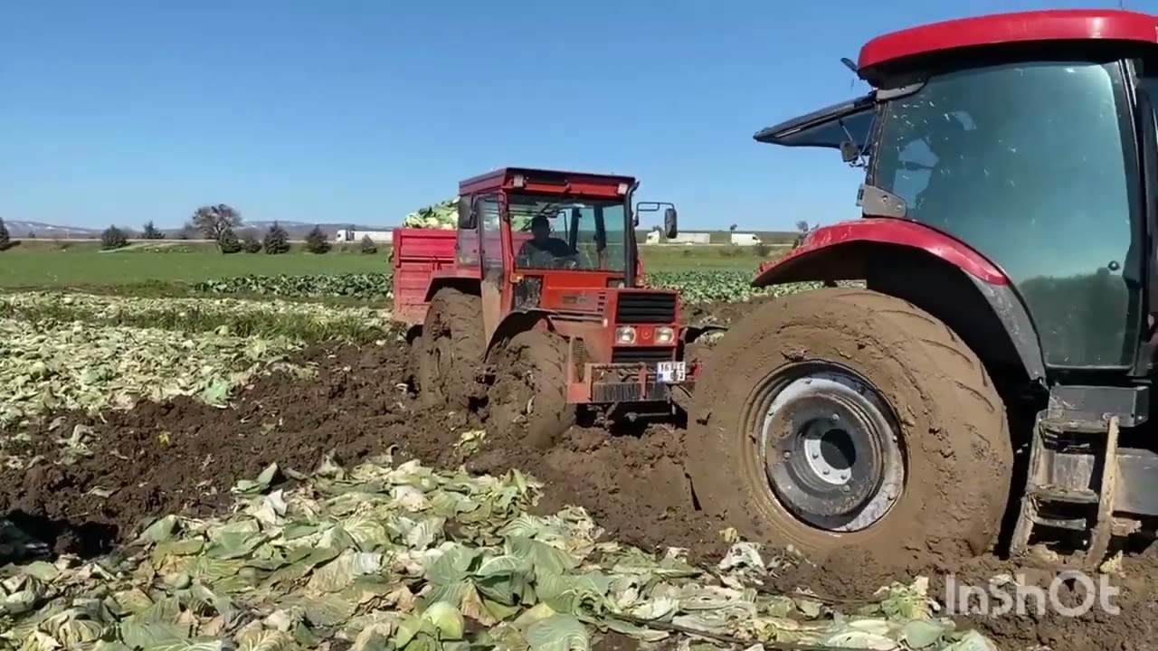 Tarladan sofraya kolay gelmiyor 2...! TÜMOSAN 8095 - CASE PUMA 140 Karnabahar romörkunu çikartıyor.
