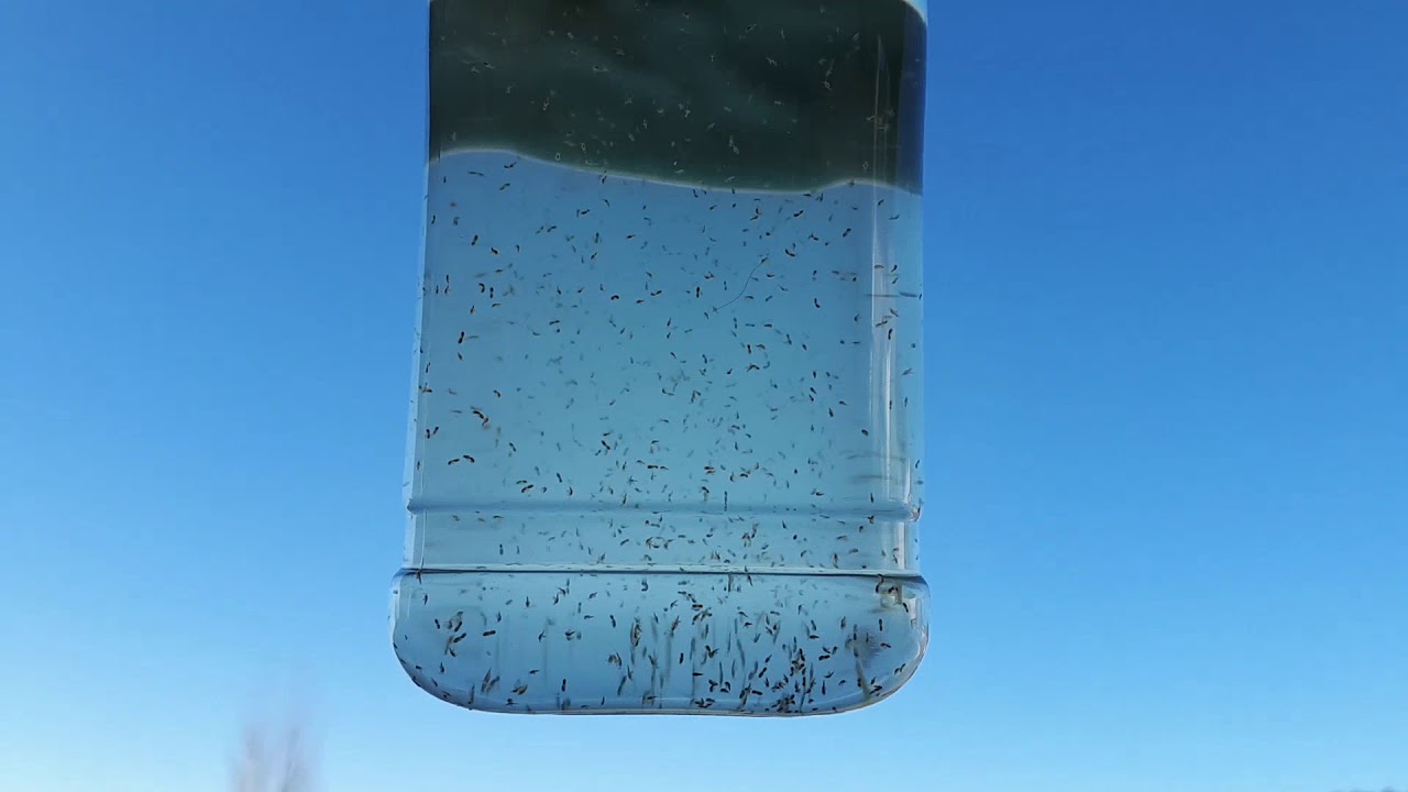 Copepodos vivos (Tigriopus sp.)