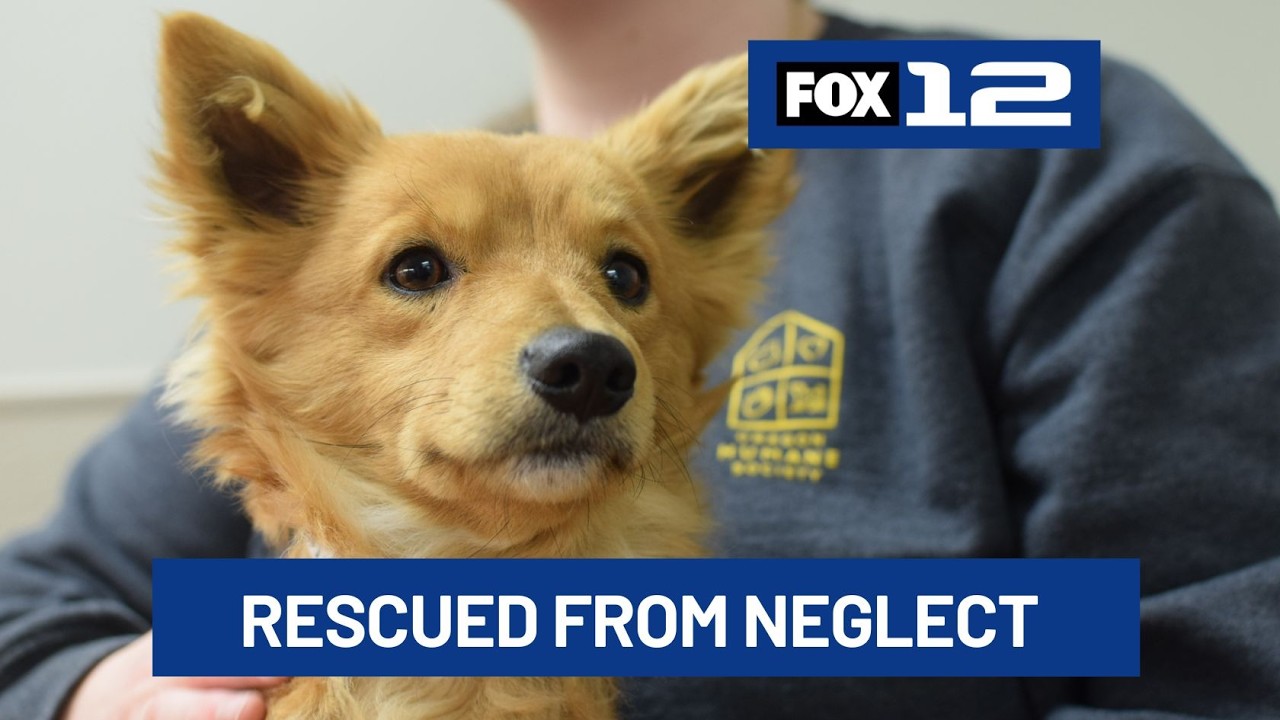 17 dogs, 6 cats rescued in neglect case in Lake County