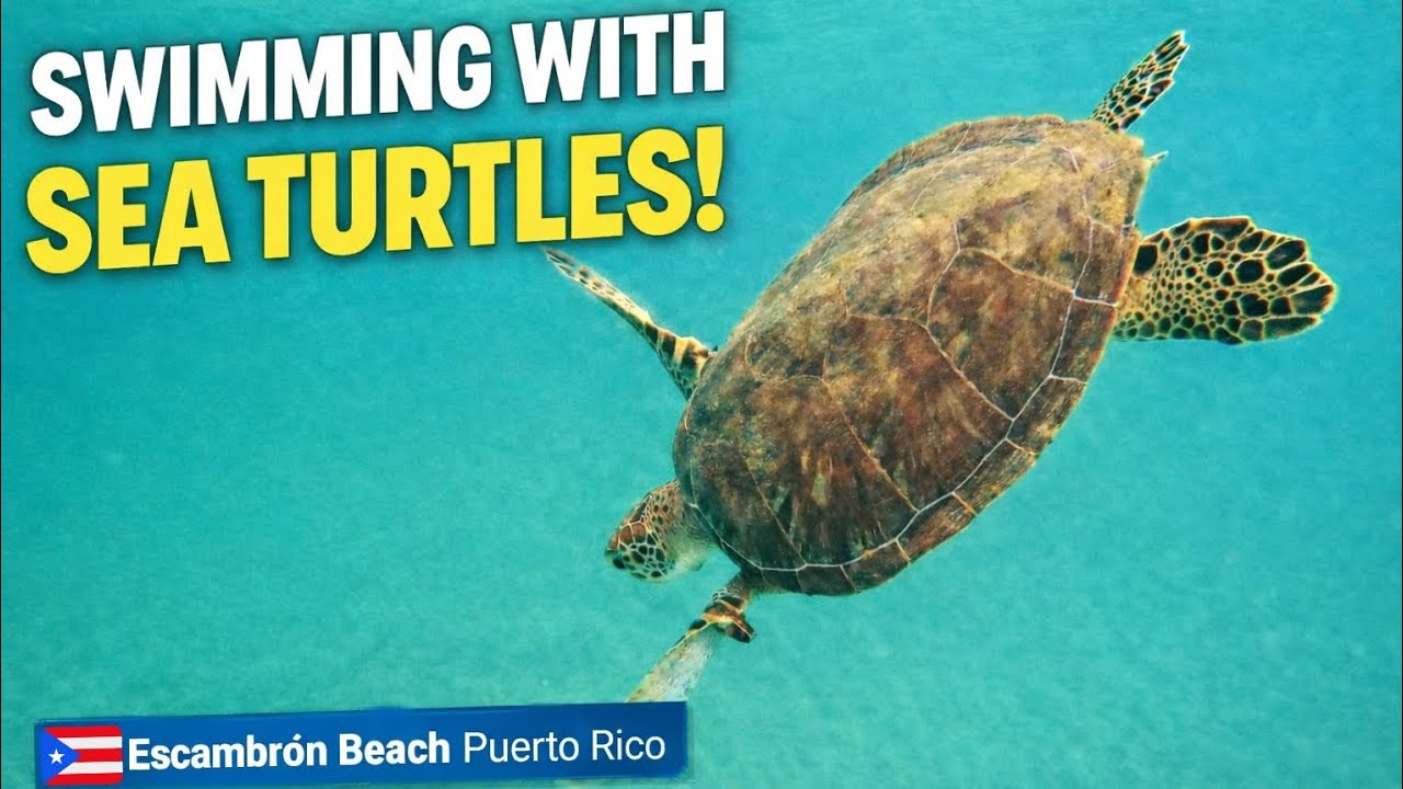 Snorkeling with Sea Turtles at Escambrón Beach | Puerto Rico