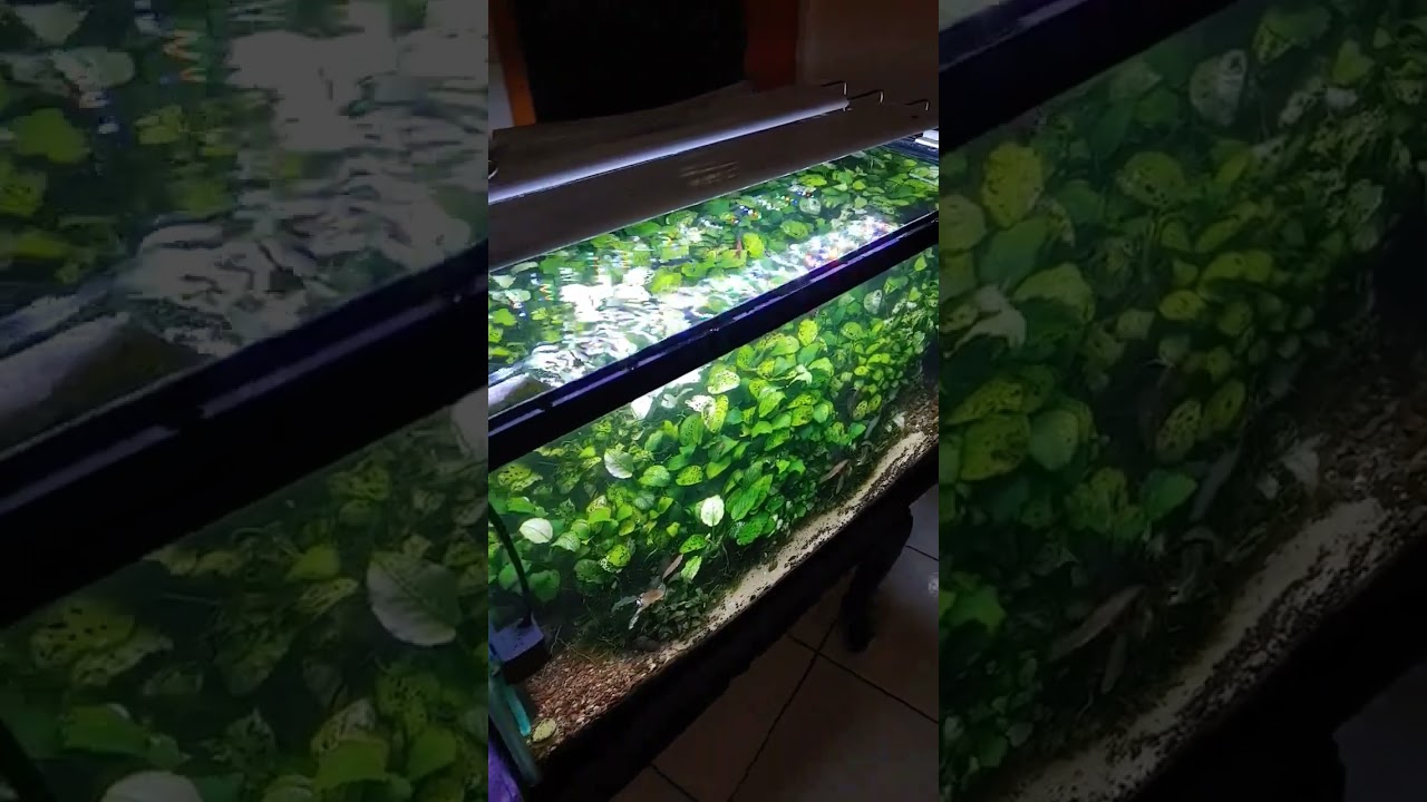 Anubias tank #anubias #aquascape #shorts