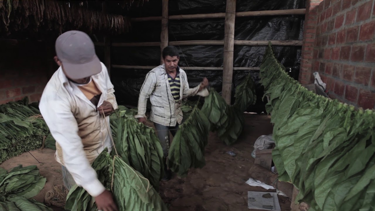El cultivo de tabaco en Santander [El Caney]