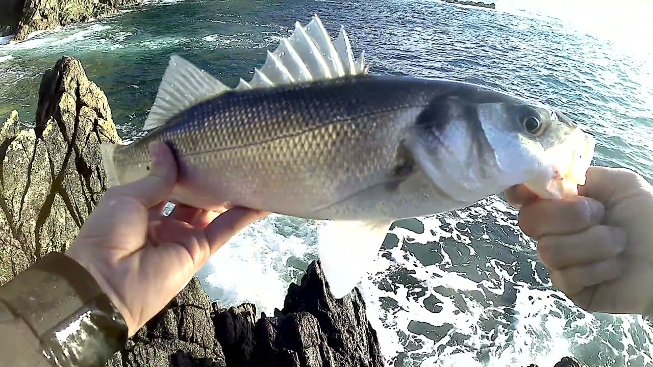 I didn't expect sea bass just THERE!!! [Late Autumn Fishing Session]