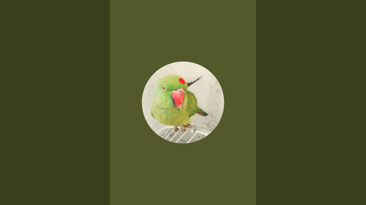 parrot ki duniya  is live! hello friends welcome to my live#viral#trending #livestearm