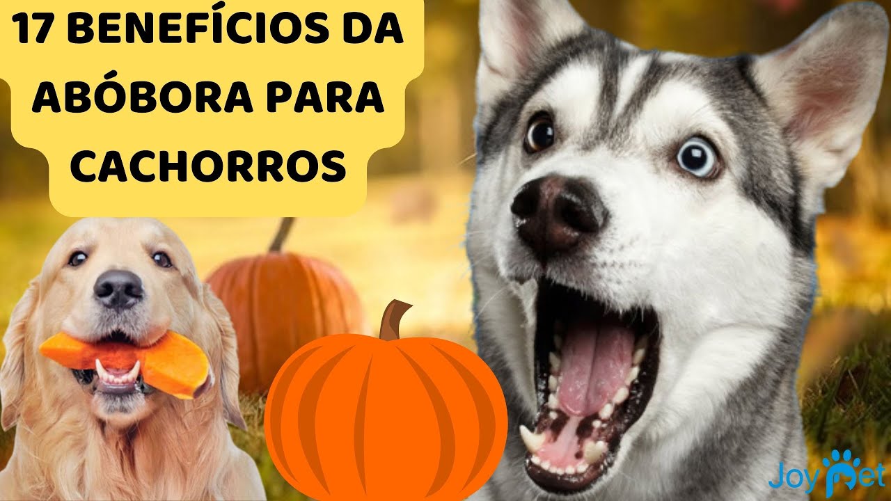 BENEFÍCIOS DA ABÓBORA PARA CACHORROS 🐶🐾🐕‍🦺 🎃💎