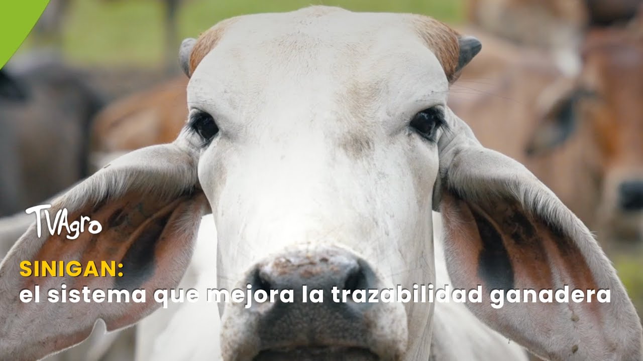 SINIGAN: el sistema que mejora la trazabilidad ganadera - TvAgro por Juan Gonzalo Angel