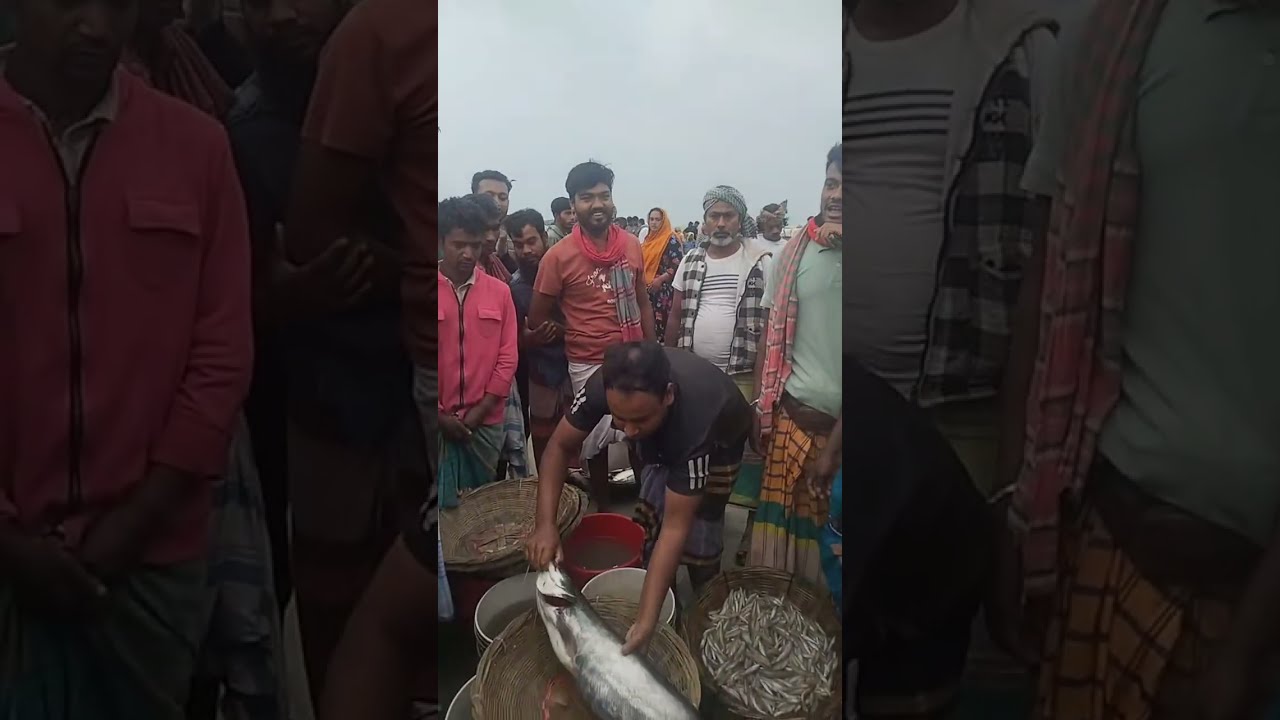 শাহিন দোহার is live পাইকারি মাছের দাম কেমন যাচ্ছে লাইভ দেখুন পদ্মা নদীর মাছ বিক্রি হচ্ছে