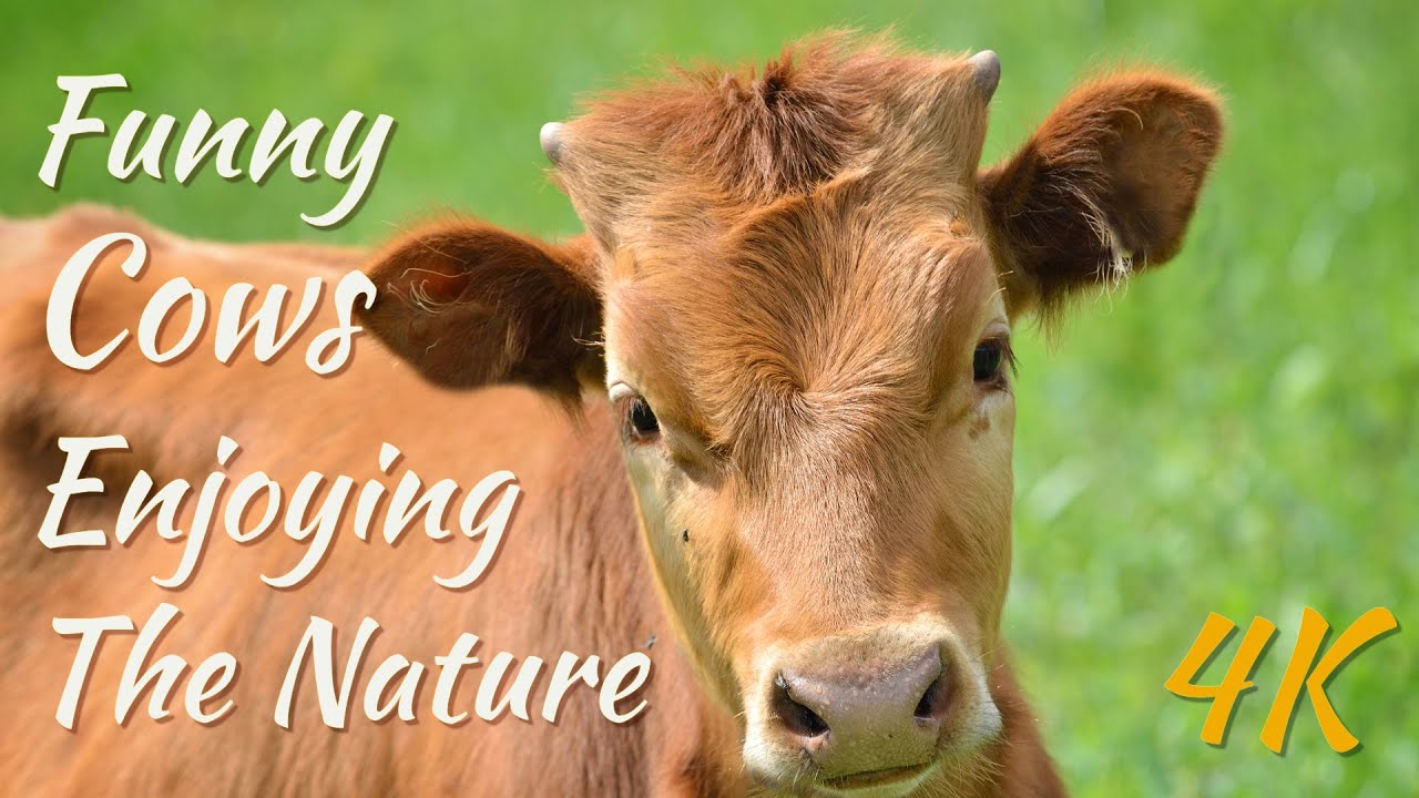 4K | Funny Cows Enjoying The Nature