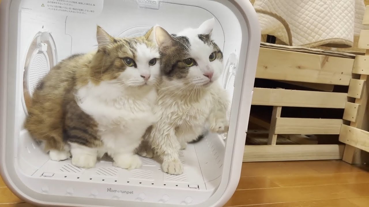 なぜか濡れてないのに一緒に乾かされる猫