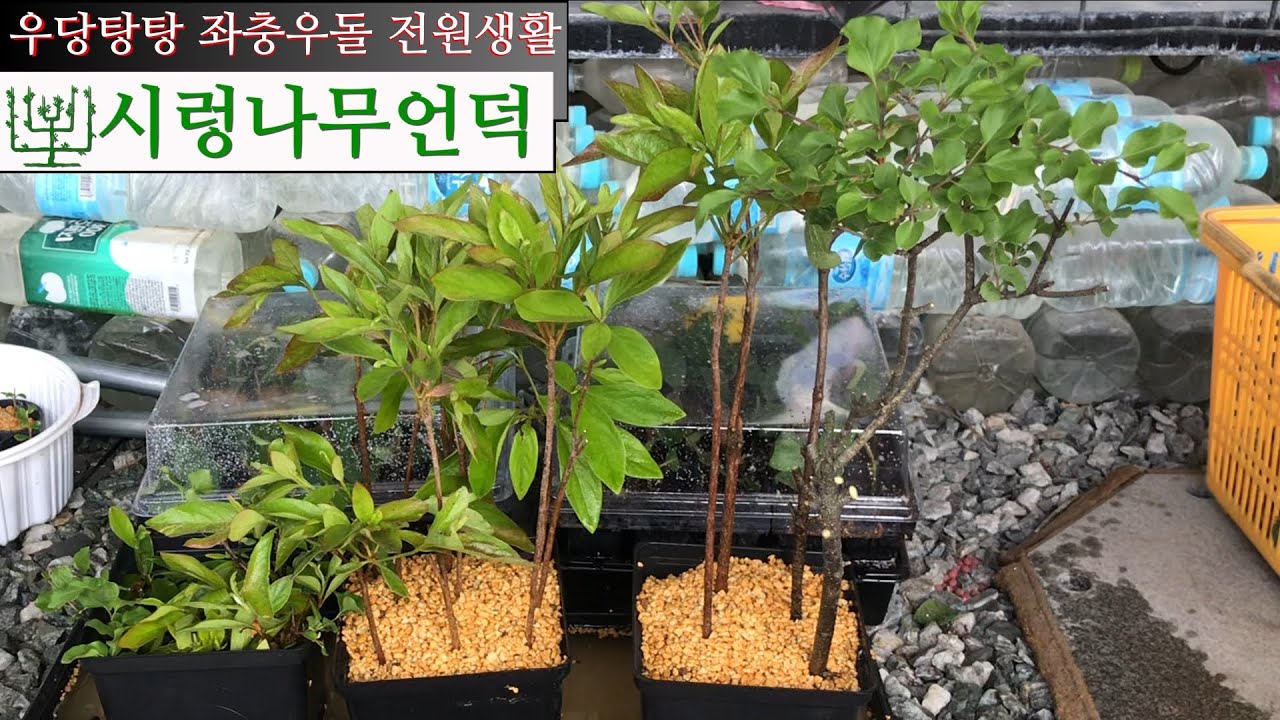 미스김라일락 삽목하여 외목대로 키우기