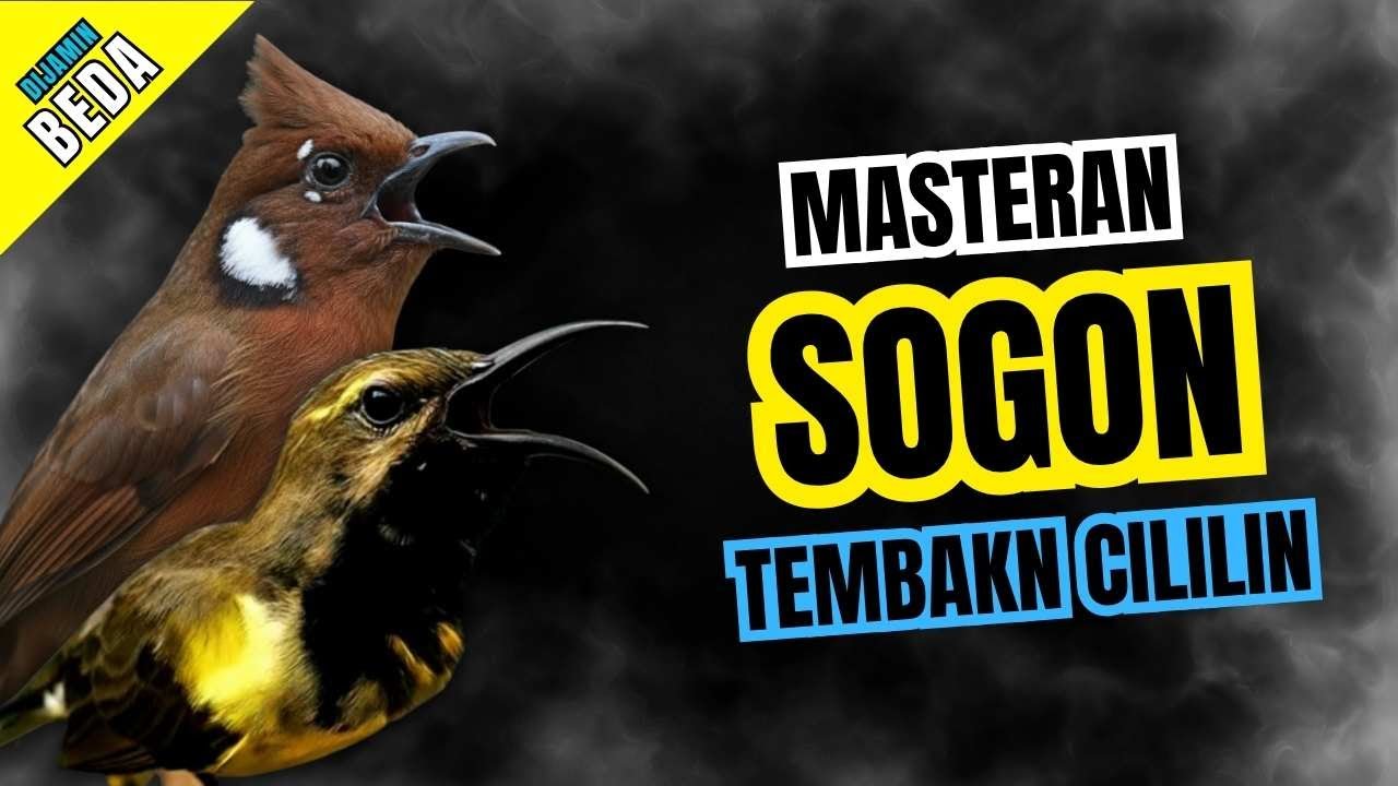 Masteran Sogon Isian Cililin | Maseteran Sogon Nembak Cililin #masteransogon #sogongacor #sogon