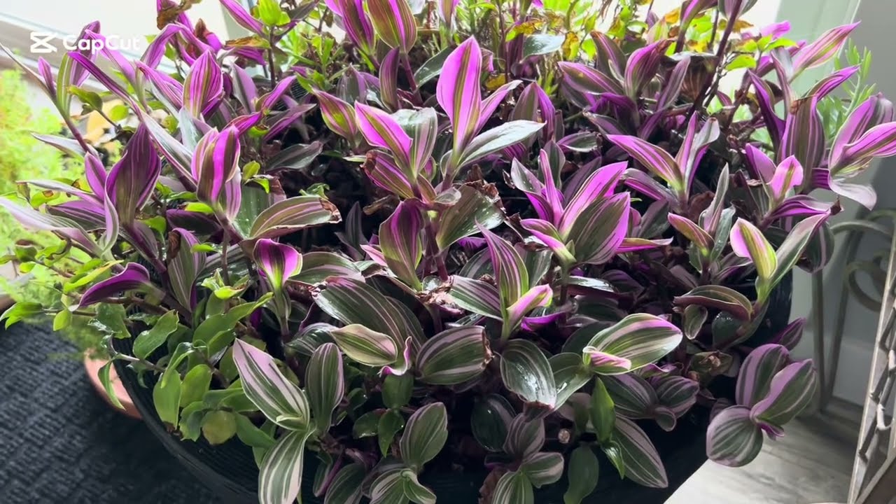 Houseplants grooming and treating for thrips and scales in the winter | Houseplants care 🪴