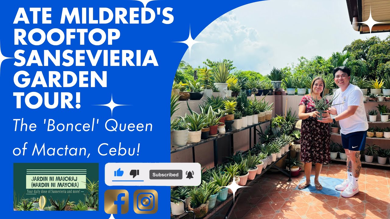 Ate Mildred’s (Mactan Queen of ‘Boncel’) Rooftop Sansevieria Garden Tour🫶🏾