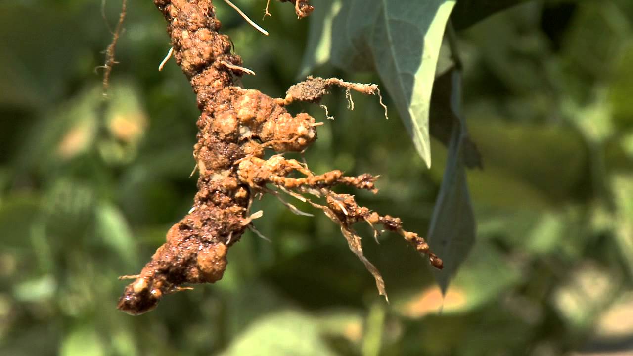 Diagnosing Nematode Damage in the Field