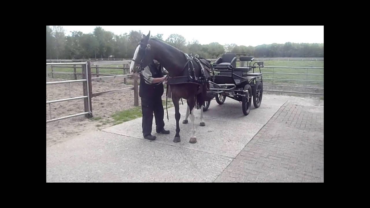 Tuigpaard stermerrie Goudsboem (Patijn x Nando x Jonker x Waterman