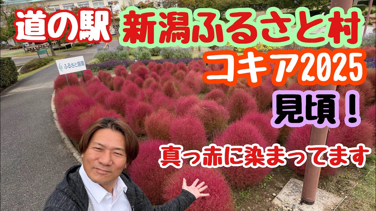 2025年10月22日 道の駅新潟ふるさと村 コキア紅葉見頃です！真っ赤に染まるホウキギ 新潟市西区