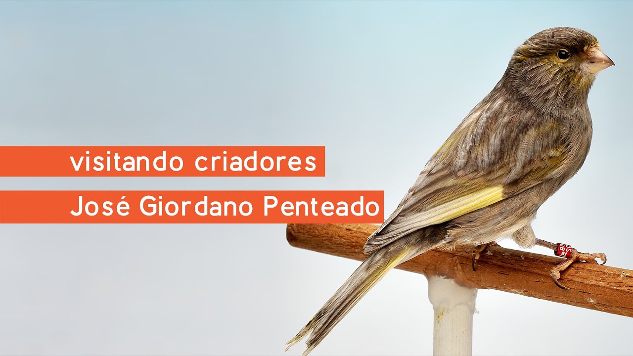 Visitando Criadores - Jos&eacute; Giordano Penteado- Can&aacute;rios de Canto & Porte - Timbrado Espanhol Cont&iacute;nuo