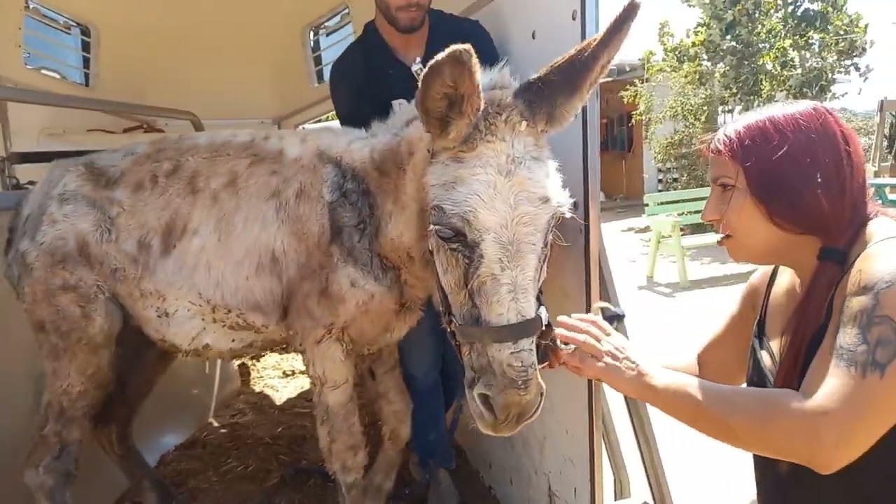 Start Over Israel rescues 3 donkeys and a colt