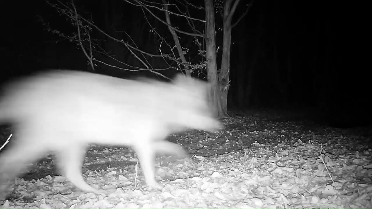 Wilki, Beskid Niski,  2026 r.