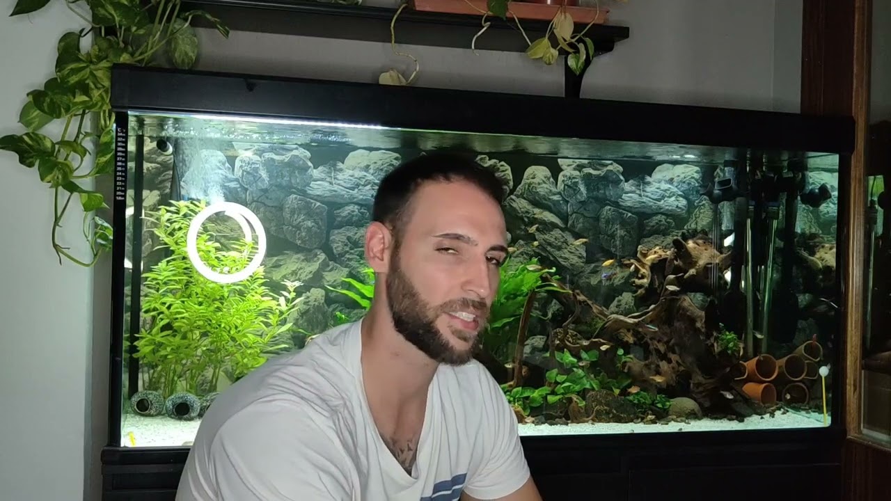 ¡Muerte súbita alevines pez disco!