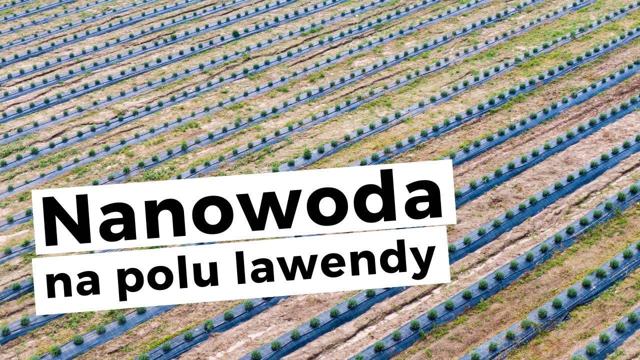 Jak zwiększyć jakość i ilość plon&oacute;w rolniczych? - doświadczenie na polu lawendy (nanowoda)