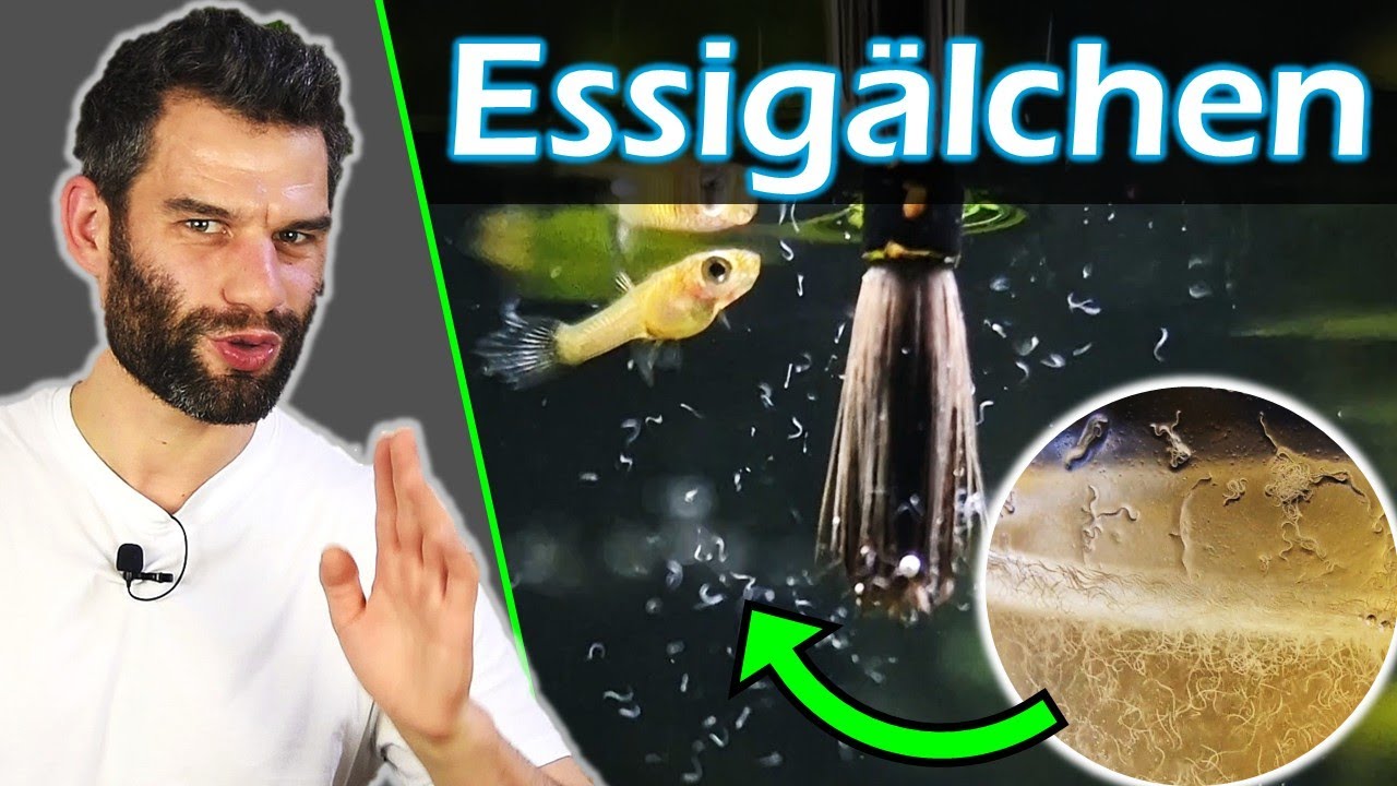 Das EINFACHSTE #Lebendfutter - Essigälchen (Turbatrix aceti)