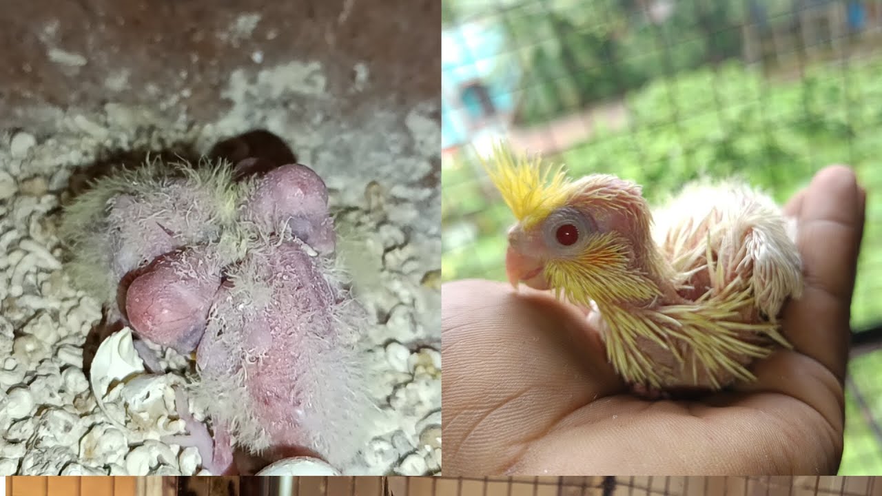  ককাটেল পাখিদের বাচ্চা তোলার কৌশল 💥🐦#youtube #views #birdlovers #birdhouse #birdlovers #birdfood 