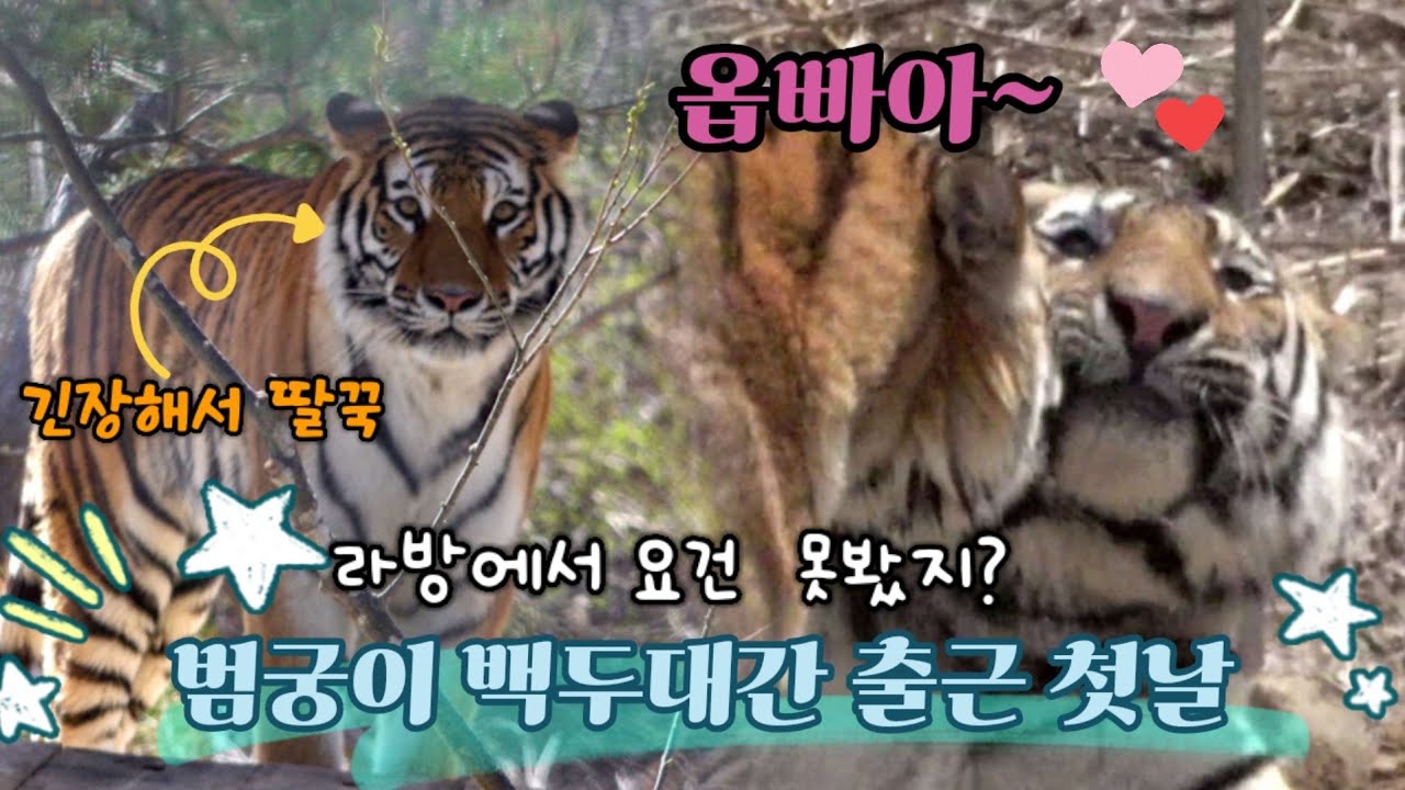 ☆백두대간에 범궁남매가 떳다☆ 출근 첫날 어땠을까? 라방에서 요건 못봤지? Famous Tiger Family in Korea, cat tiger