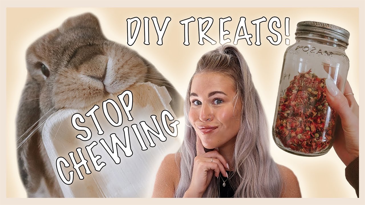 10 RABBIT LIFE HACKS that will change your life!