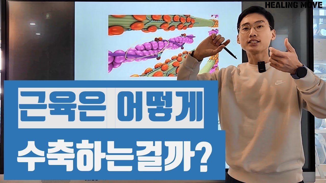 근육은 어떻게 수축하는 걸까? 근육의 수축원리 / muscle contraction mechanism