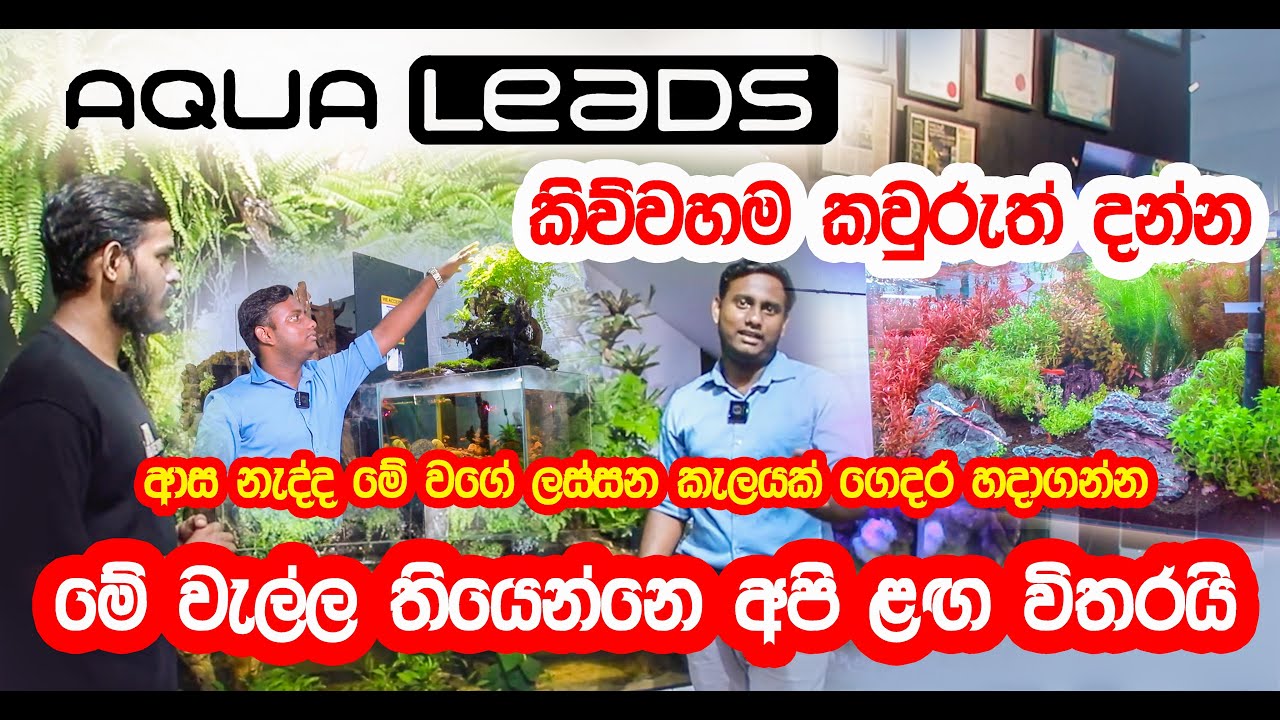Aqua Leads | Planted Tank අත්දැකීමේ දැවැන්තයෙක් | ආස නැද්ද ලස්සන කැලයක් හදාගන්න | #planetaquarium