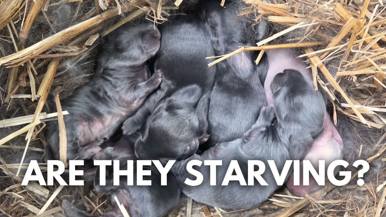 How To Tell If Mother Rabbit Is Feeding Babies