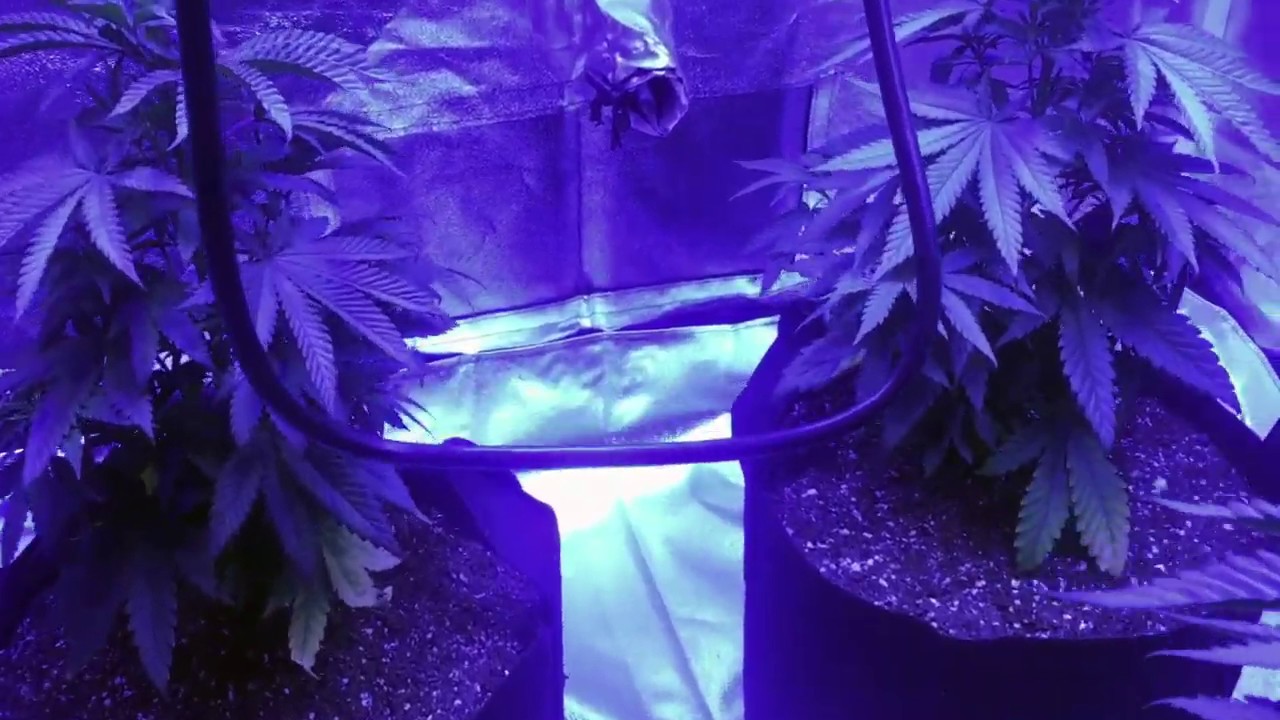 Organic Top-Dressing Fertilizer for Cannabis - 1 minute easy & quick