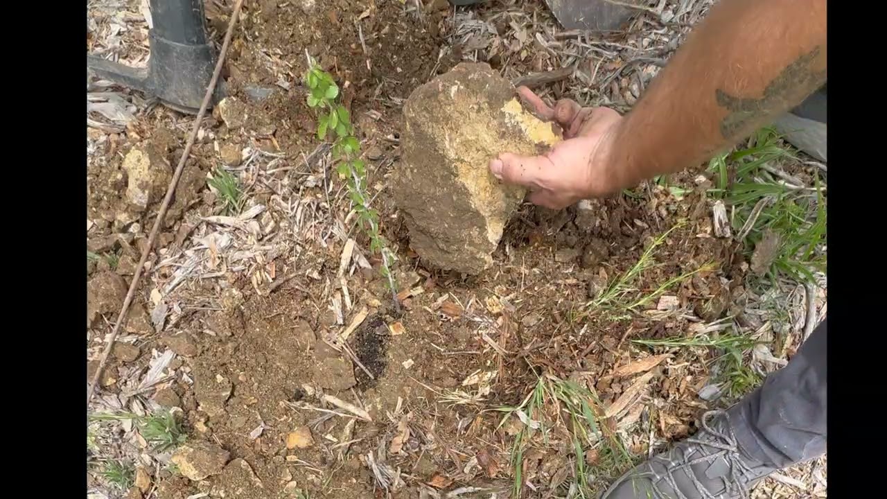 Colubrina texensis planting in limestone cut plain