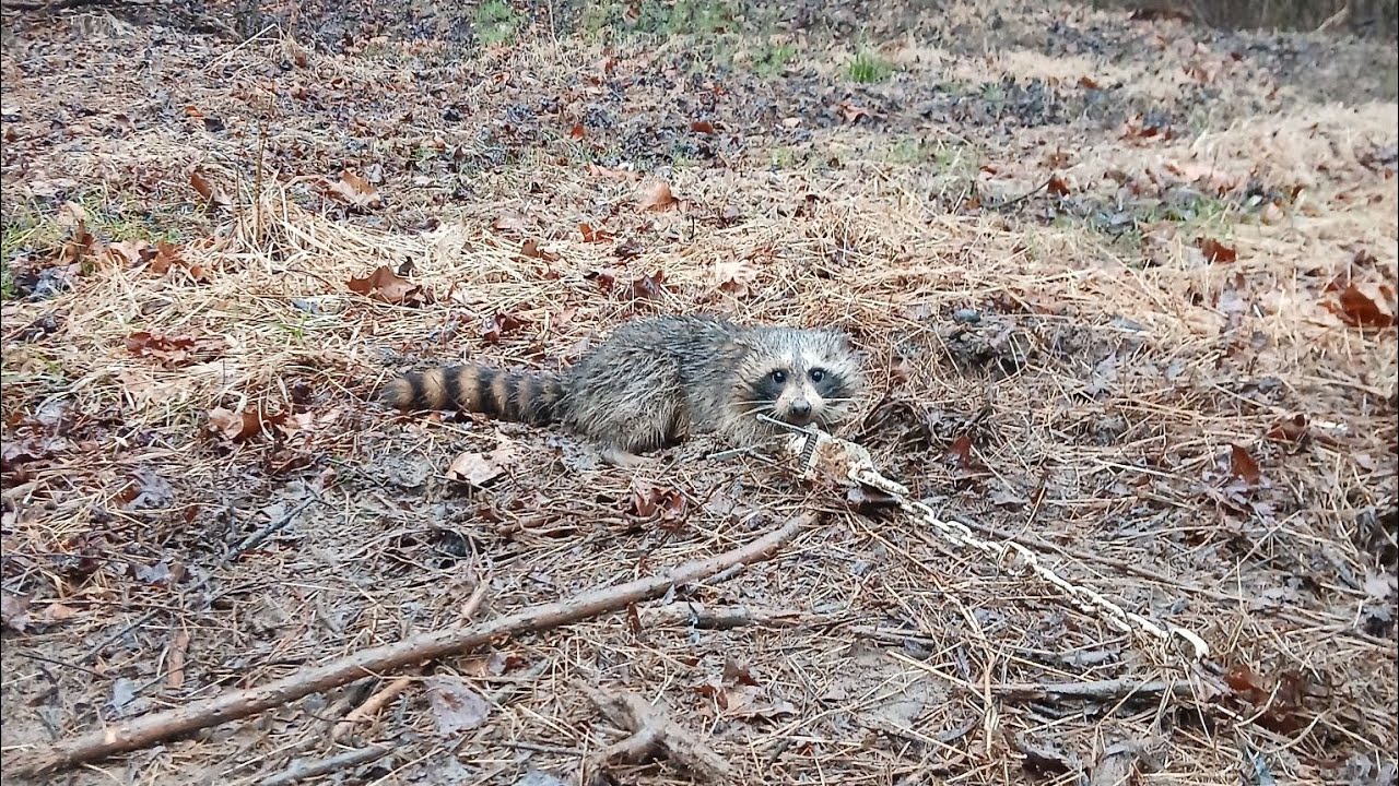 Unexpected catch on the trapline!!! #trapping #catching nest predators 