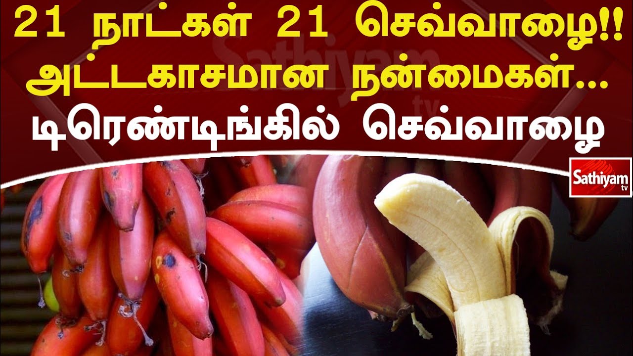 21 நாட்கள் 21 செவ்வாழை!!அட்டகாசமான நன்மைகள்    டிரெண்டிங்கில் செவ்வாழை | Web Special | Sathiyam Tv