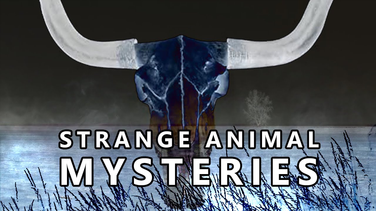 3 Strange Unsolved Animal Mysteries