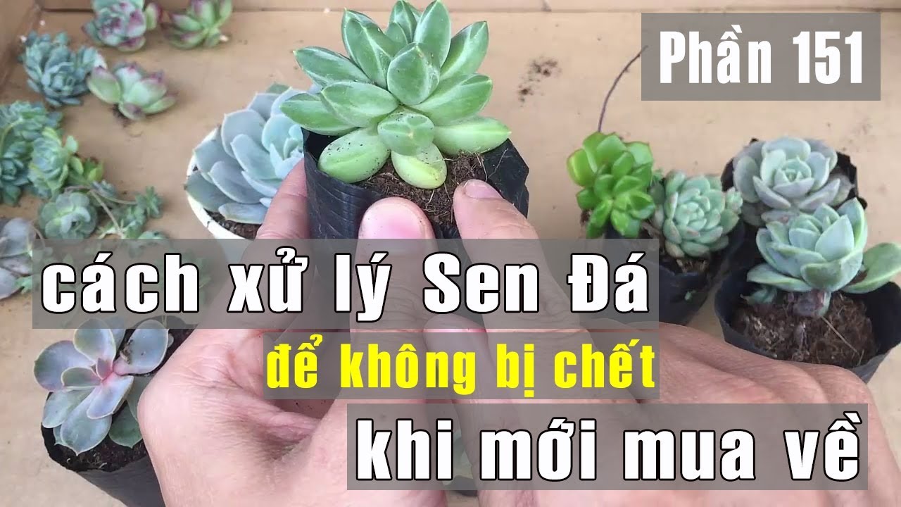 Phần 151: Cách Xử Lý Sen Đá Khi Mới Mua Về Để Không Bị Chết