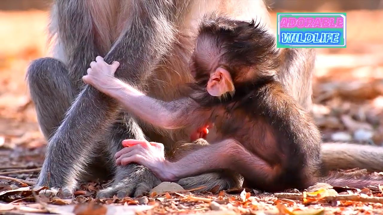 So adorable moments of baby monkey, adorable wildlife