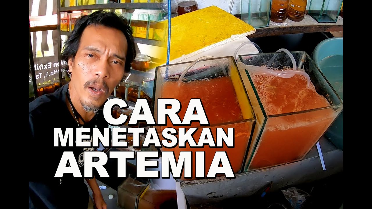CARA MENETASKAN ARTEMIA DAN MENYARING ARTEMIA