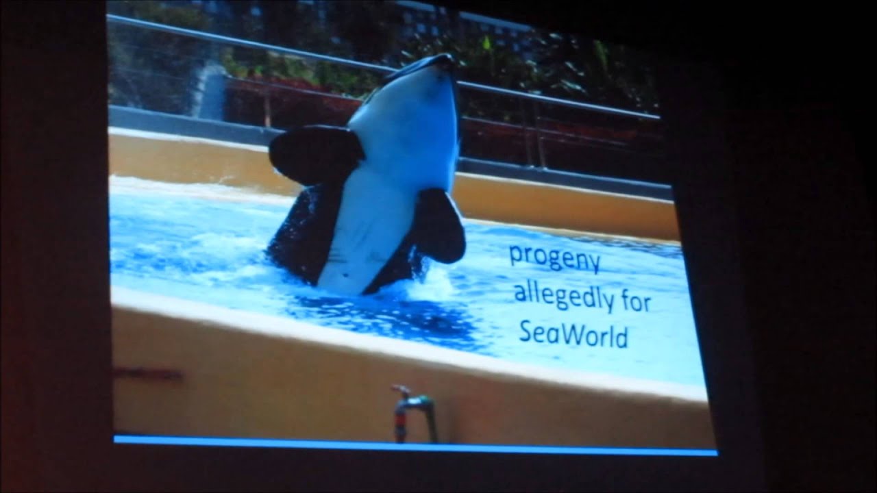 Dr. Ingrid Visser at Superpod 4