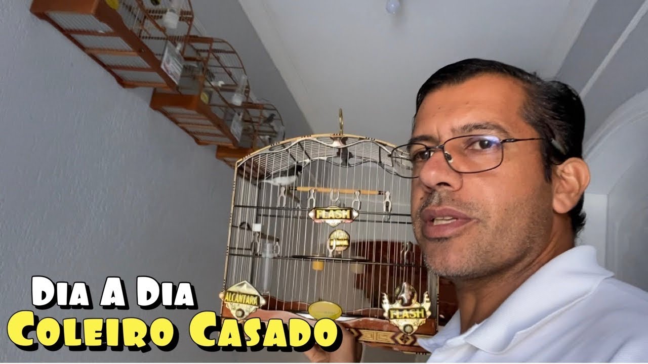 MANEJO DE UM COLEIRO OU PAPA-CAPIM JÁ CASADO (DIA A DIA)