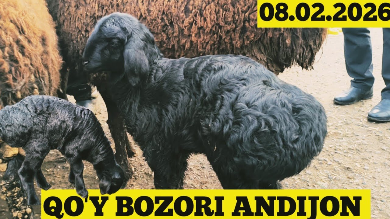 QOʻY BOZORI ANDIJON 08.02.2026