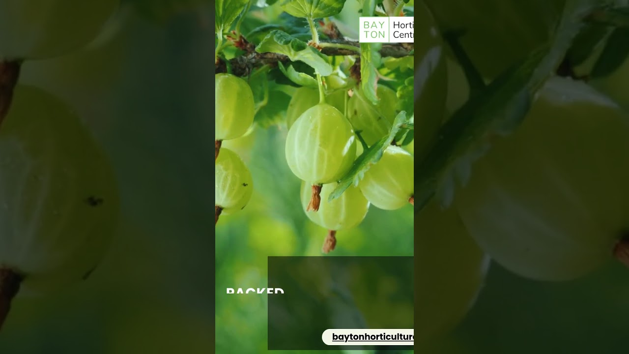 Buy Advanced Nutrients Sensi Coco Bloom in UK | Maximize Coco Flowering | Bayton Horticulture Centre