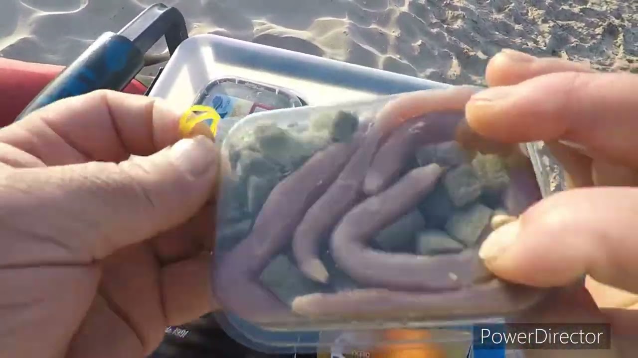 Jornada de surfcasting en playa de Daimus