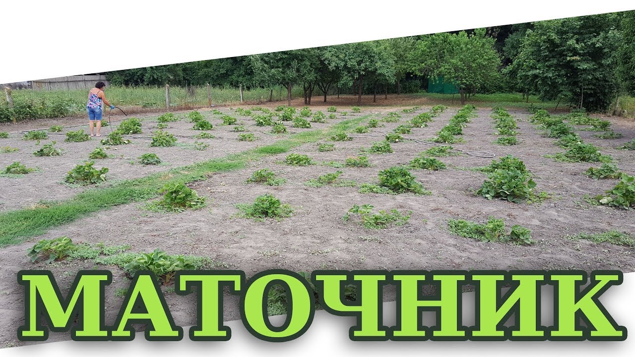 МАТОЧНИК ДЛЯ РАССАДЫ КЛУБНИКИ АЗИИ/АЛЬБЫ