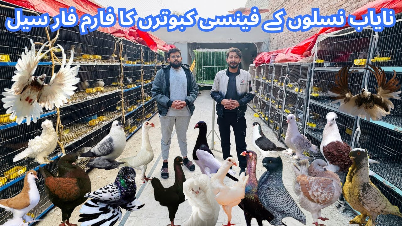 World Biggest Fancy Pigeon Farm | Top Quality Fancy Pigeon Setup | Fancy kabootar Farm | Jacobin 