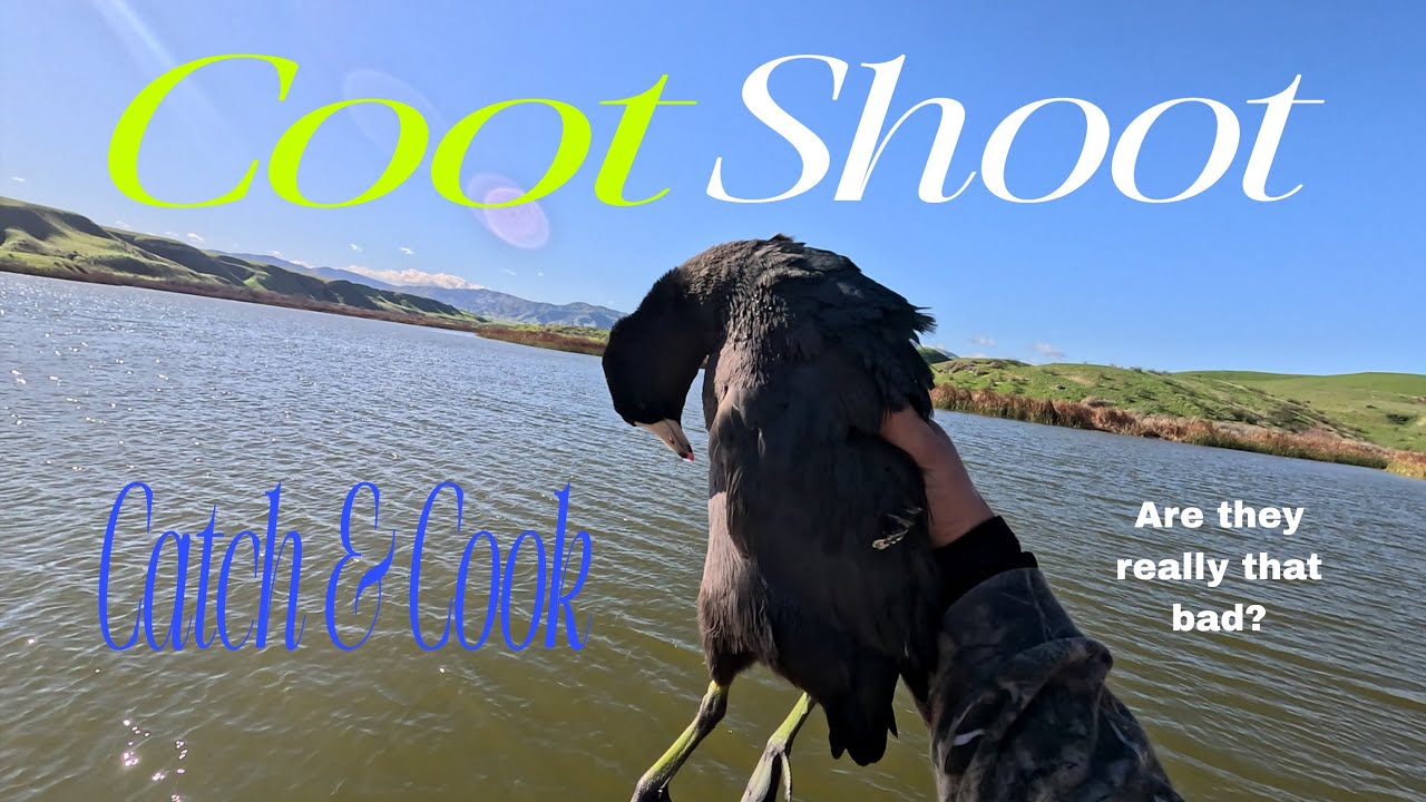 Shootin' Coots - (Catch & Cook) - Are they really that bad???