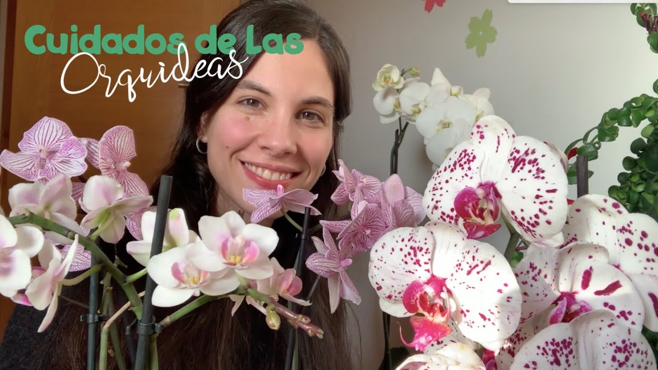 Cómo cuidar una Orquídea Phalaenopsis y cómo conseguir que florezca